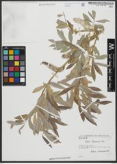 Foto von Salix turanica Nasarow